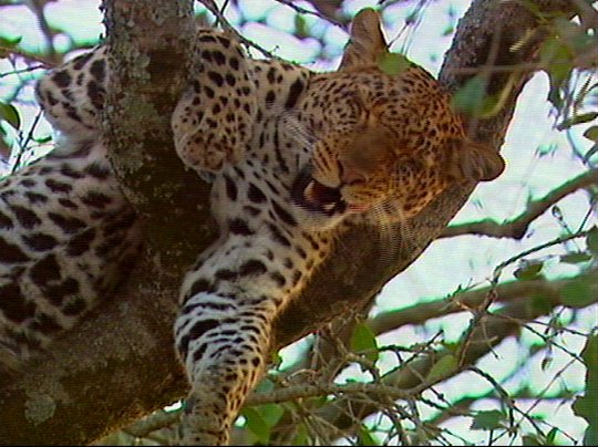Leopard03p-captured by Mr Marmite.jpg