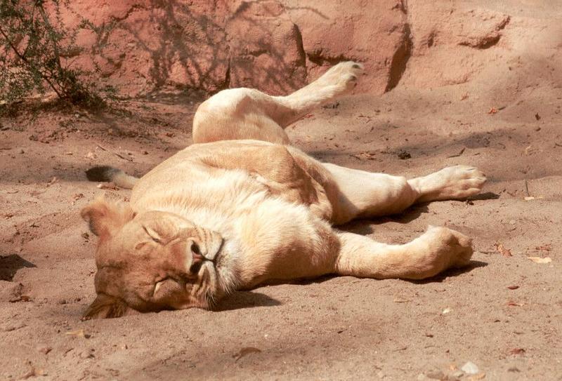 Lioness013-African Lion-by Ralf Schmode.jpg