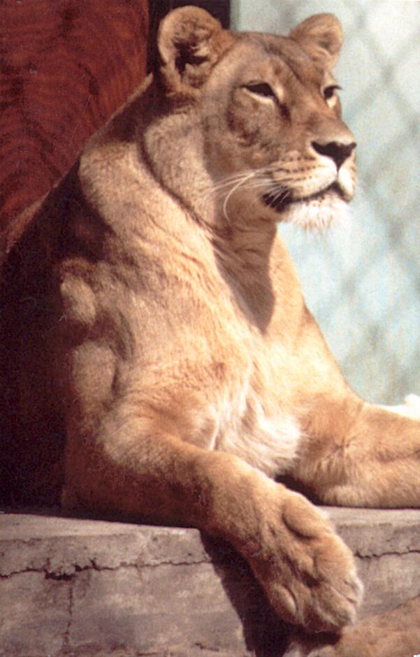 Lioness2-portrait at Honnover Zoological Garden-by Ralf Schmode.jpg