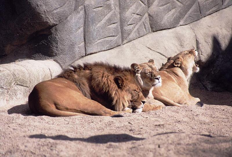 Lions-at Hagenbeck Zoo-by Ralf Schmode.jpg