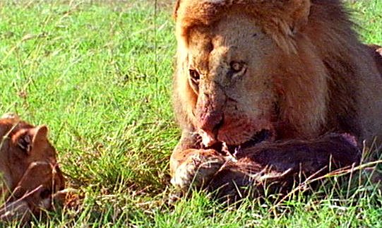LionsFeeding05ps-captured by Mr Marmite.jpg