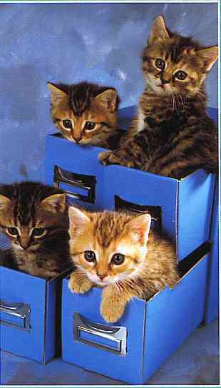 Little-House Cat Kittens-TR-by Trudie Waltman.jpg