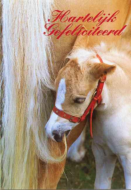 Little-PonyTR-Domestic Horses-by Trudie Waltman.jpg