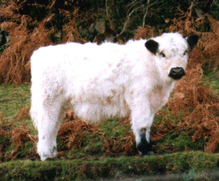 Little White Bull-cattle-by Theresa.jpg