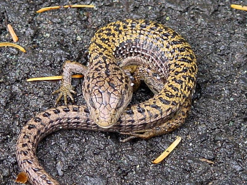 Liz1657-Unknown Lizard-by David C Long.jpg