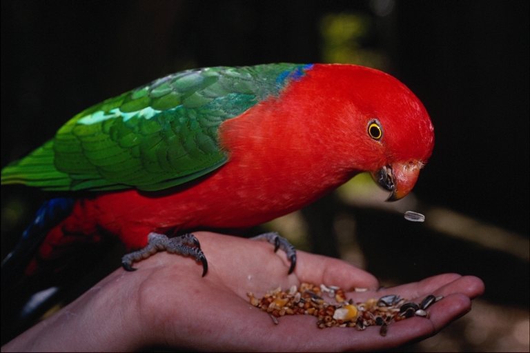 Lori-Lory-by Trudie Waltman.jpg