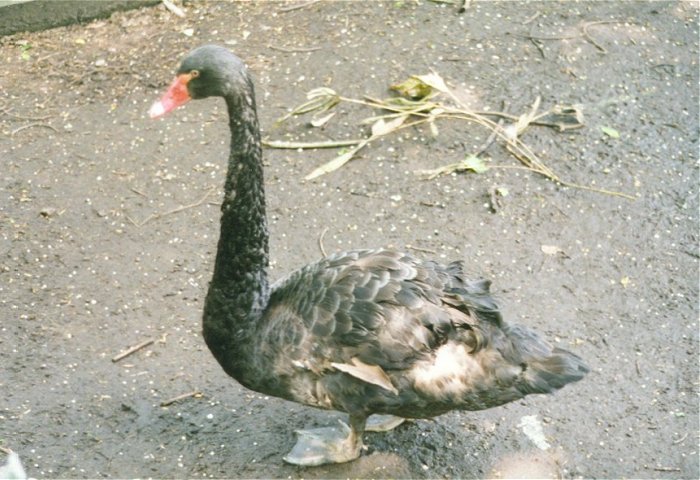 MKramer-Birds from Holland-Black swan.jpg