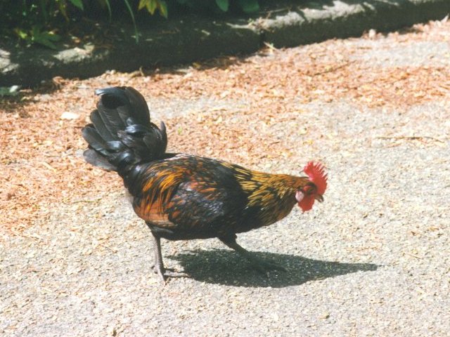 MKramer-Birds from Holland-Domestic Chicken-cock1.jpg