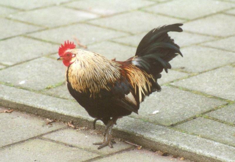 MKramer-Birds from Holland-Domestic Chicken-cock10.jpg