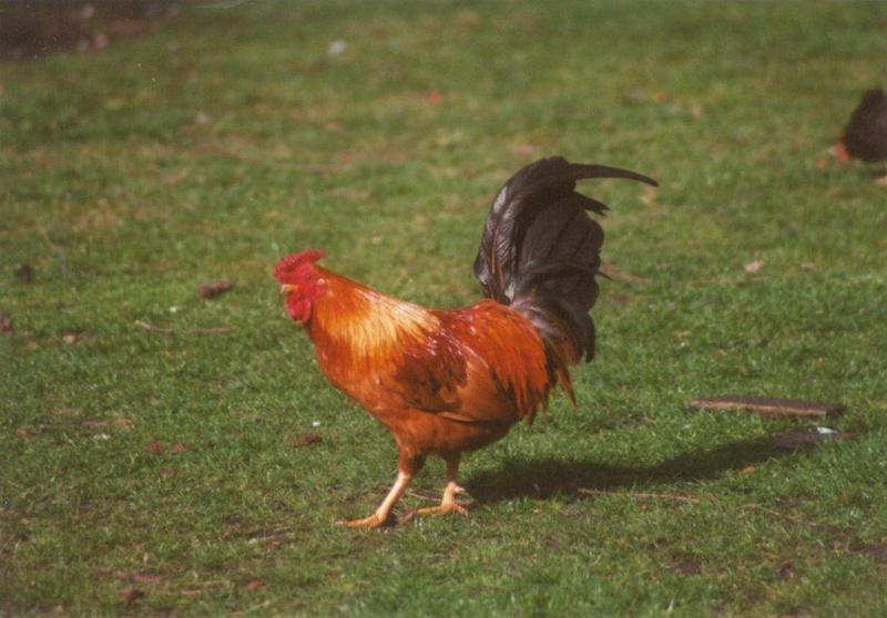 MKramer-Birds from Holland-Domestic Chicken-cock11.jpg