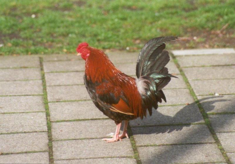 MKramer-Birds from Holland-Domestic Chicken-cock12.jpg