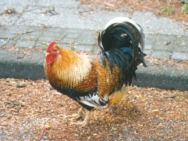 MKramer-Birds from Holland-Domestic Chicken-cock2.jpg