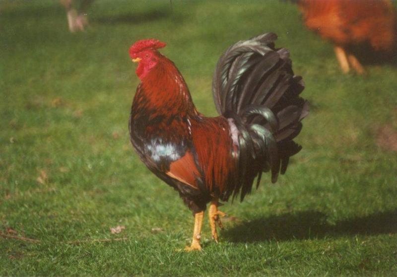 MKramer-Birds from Holland-Domestic Chicken-cock3.jpg