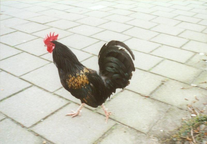 MKramer-Birds from Holland-Domestic Chicken-cock7.jpg