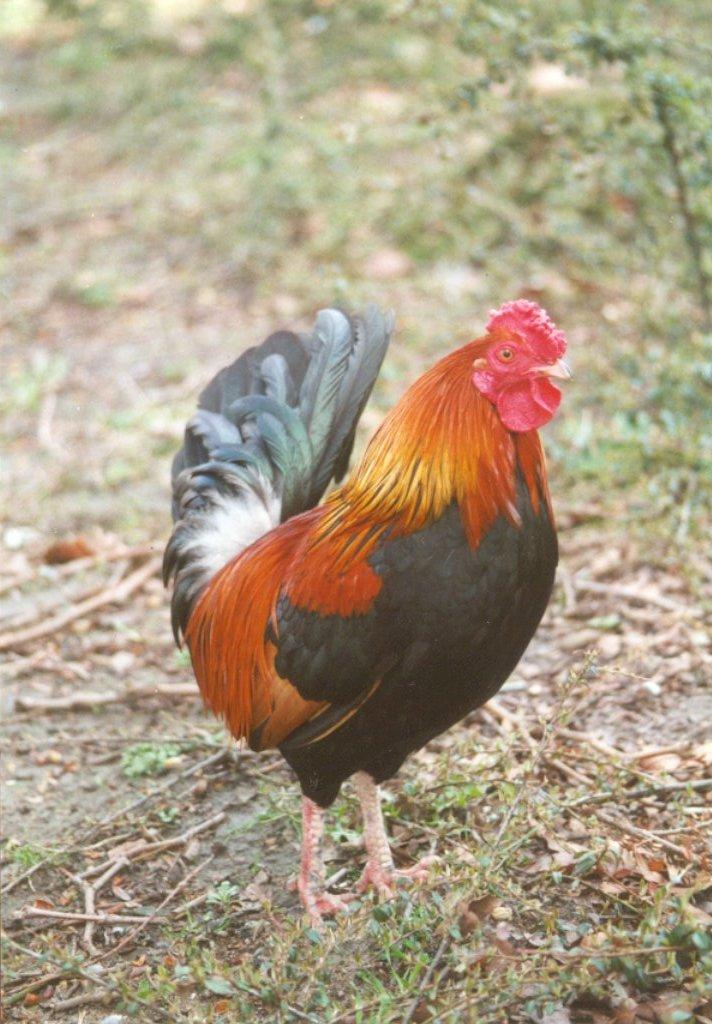 MKramer-Birds from Holland-Domestic Chicken-cock8.jpg