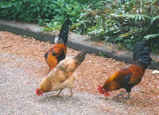 MKramer-Birds from Holland-Domestic Chickens-cocks and chickens2.jpg