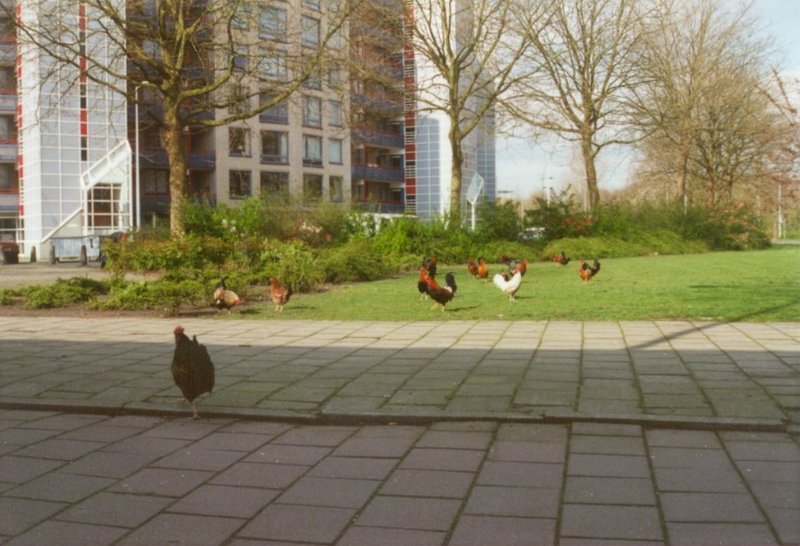 MKramer-Birds from Holland-Domestic Chickens-urban chickens.jpg