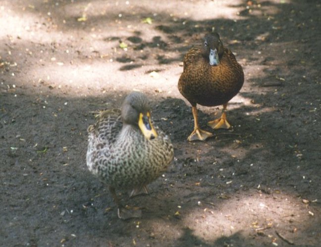 MKramer-Birds from Holland-unknown ducks.jpg
