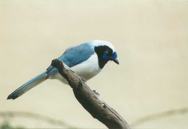 MKramer-Blue mutation Green Jay-from El Paso Birdpark-La Palma.jpg