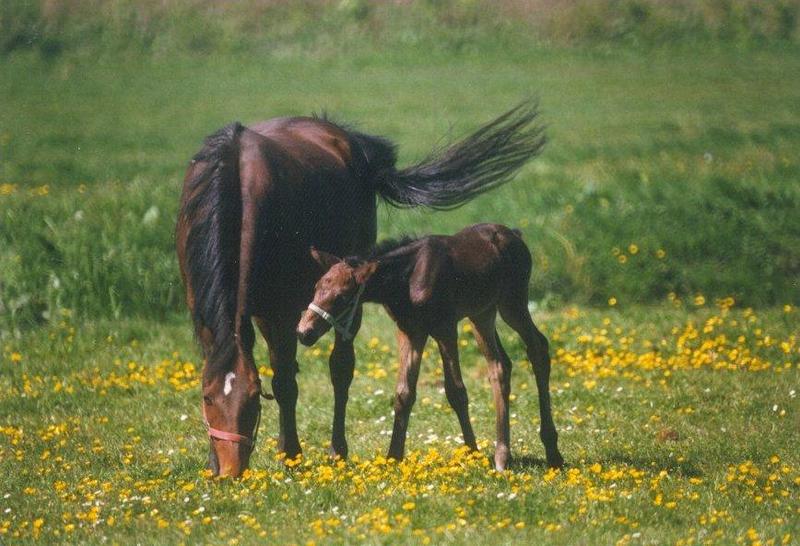 MKramer-Brown Domestic Horse and foal-from Holland-feeding on grass.jpg