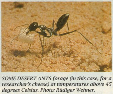 MKramer-Desert Ant-eating cheese.jpg