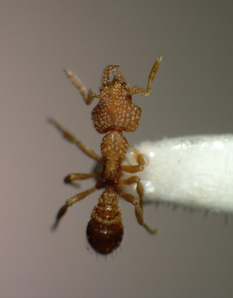 MKramer-Formicidae-ants 35xd mid.jpg