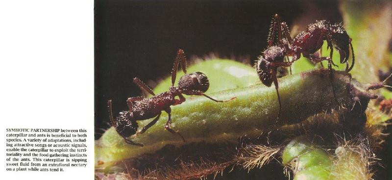 MKramer-Formicidae-ants and caterpillar.jpg