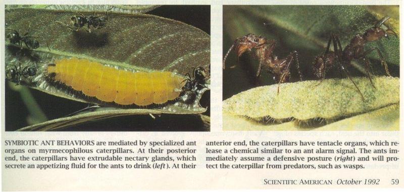 MKramer-Formicidae-ants and caterpillars.jpg