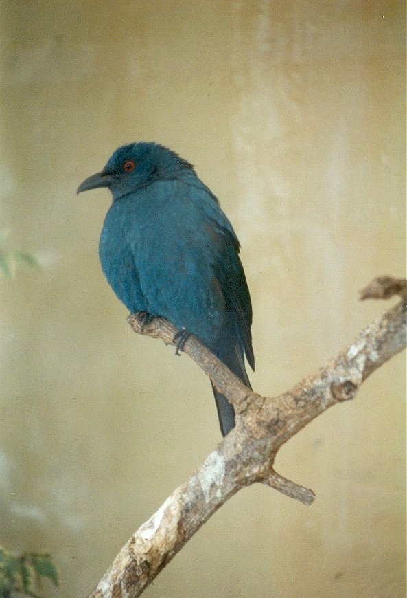 MKramer-Glossy Starling5-Unidentified-from El Paso Birdpark-La Palma.jpg