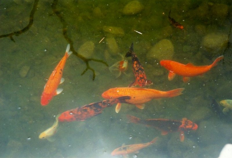 MKramer-Goldfish1-Kois-from El Paso Birdpark-La Palma.jpg