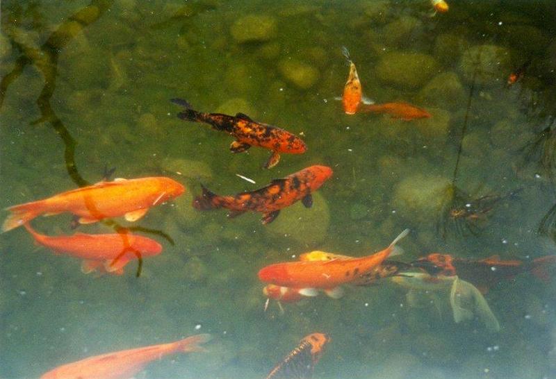 MKramer-Goldfish2-Kois-from El Paso Birdpark-La Palma.jpg