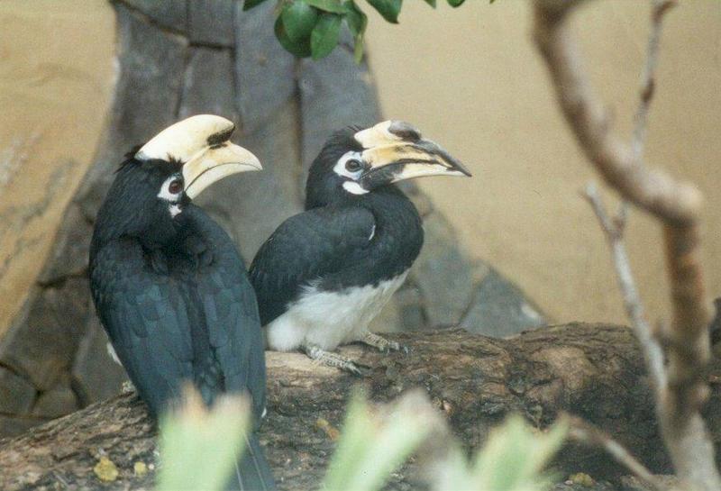 MKramer-Hornbills1-Asian Species-from El Paso Birdpark-La Palma.jpg