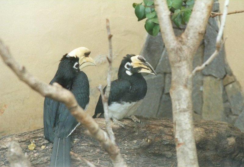 MKramer-Hornbills2-Asian Species-from El Paso Birdpark-La Palma.jpg