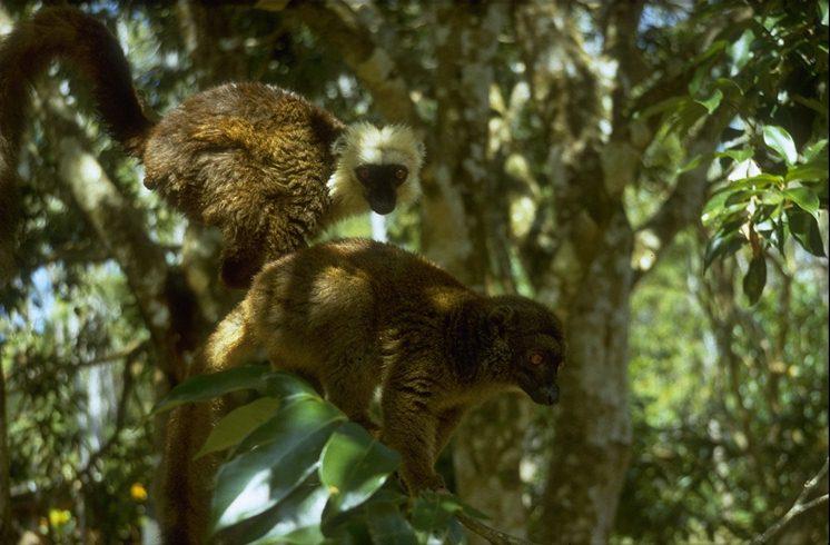 MKramer-Madagascar-brown lemur-pair on tree.jpg
