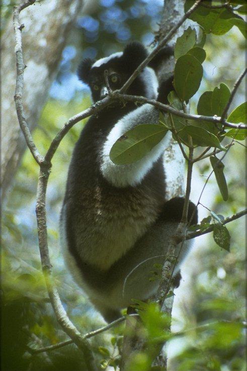 MKramer-Madagascar-indri-climbing tree.jpg