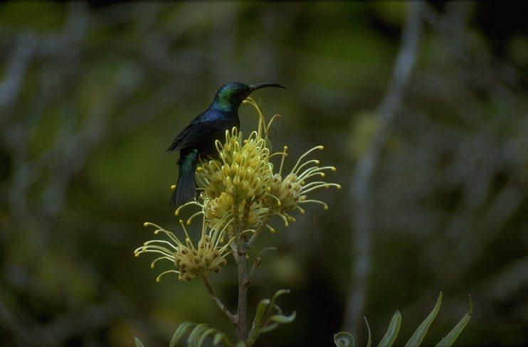 MKramer-Madagascar-noted sunbird-perching on yellow flower.jpg