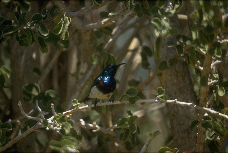 MKramer-Madagascar-souimanga sunbird-perching on branch.jpg