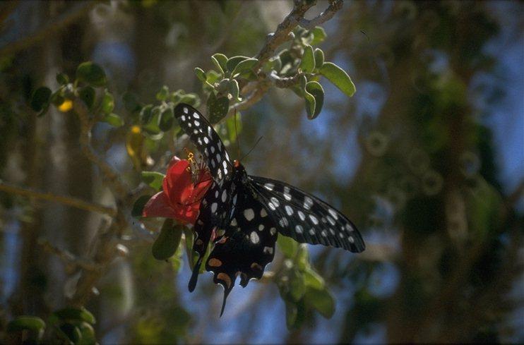 MKramer-Madagascar-swallowtail butterfly.jpg