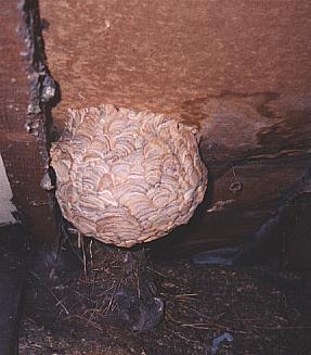 MKramer-Nest-Paper Wasp-nest.jpg