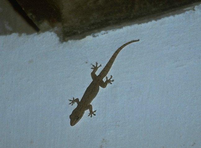 MKramer-Small Madagascar Gecko-on wall.jpg