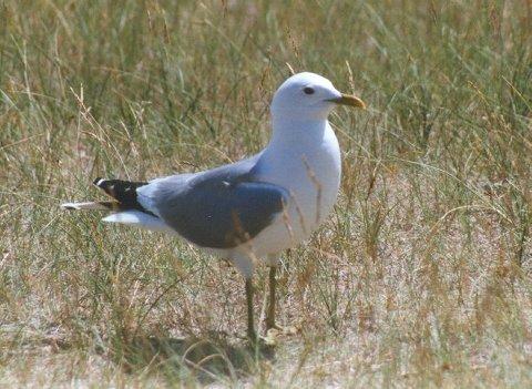 MKramer-Stormmeeuw-Common Gull-from Netherland.jpg