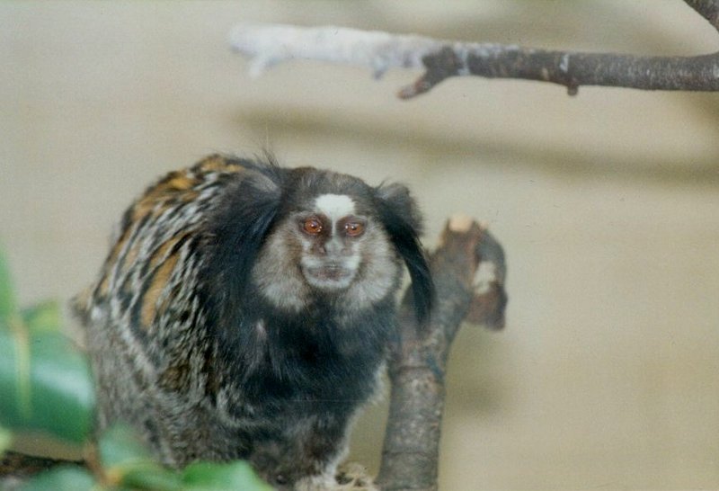 MKramer-Tamarin1-monkey at El Paso Birdpark-La Palma.jpg