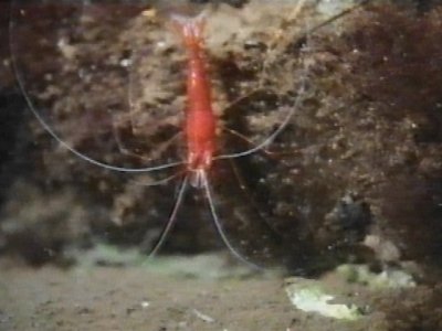 MKramer-garnaal1b-Blood Shrimp-on rock-from Bahama.jpg