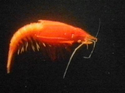 MKramer-garnaal1c-Deep Sea Shrimp-orange color.jpg