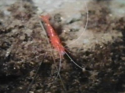 MKramer-garnaal2b-Blood Shrimp-on rock-from Bahama.jpg