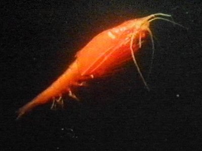 MKramer-garnaal2c-Deep Sea Shrimp-orange color.jpg