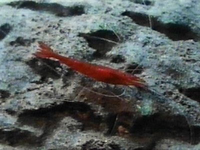 MKramer-garnaal3b-Blood Shrimp-on rock-from Bahama.jpg