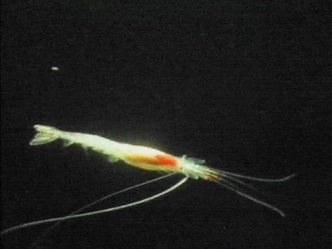 MKramer-garnaal3c-Deep Sea Shrimp-red mantled white.jpg