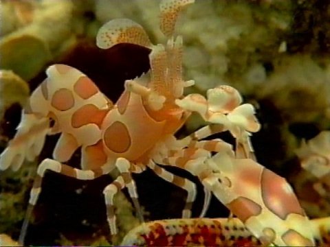 MKramer-gbr236-Harlequin Shrimp-Hymenocera elegans-from Great Barrier Reef.jpg