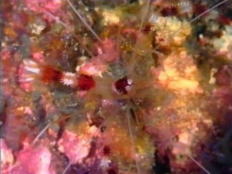 MKramer-gbr237-Shrimp-camouglaged-from Great Barrier Reef.jpg